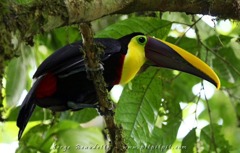 Pas notre premier Toucan... mais le plus près qu'on a vu!!! Il est même descendu très bas, collé sur un de mes compagnons de voyage!!! Le Toucan tocard, le plus gros, et tellement plus beau que sur les boîtes de "Fruit loop"!!!