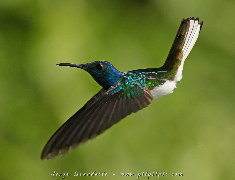 Le Colibri jacobin pendant ses vols acrobatiques!
