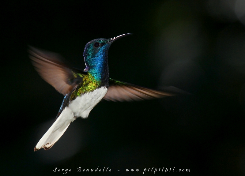 ...Je m'amuse avec les arrières-plans, la lumière du soleil, l'ombre de la forêt,... (Colibri jacobin)