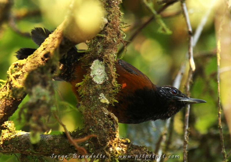 Nous quittons les basses terres de la plaine caribéenne pour monter de quelques centaines de mètres vers le Volcan Arénal! ...Nous avons eu un spectacle inhabituel par ce chanteur exceptionnel et semi-endémique, le Troglodyte à gorge noire! Habituellement très difficile à voir et seulement "entrevu", cette fois-ci, chaque membre du groupe a pu le contempler à loisir! Beau cadeau!!!
