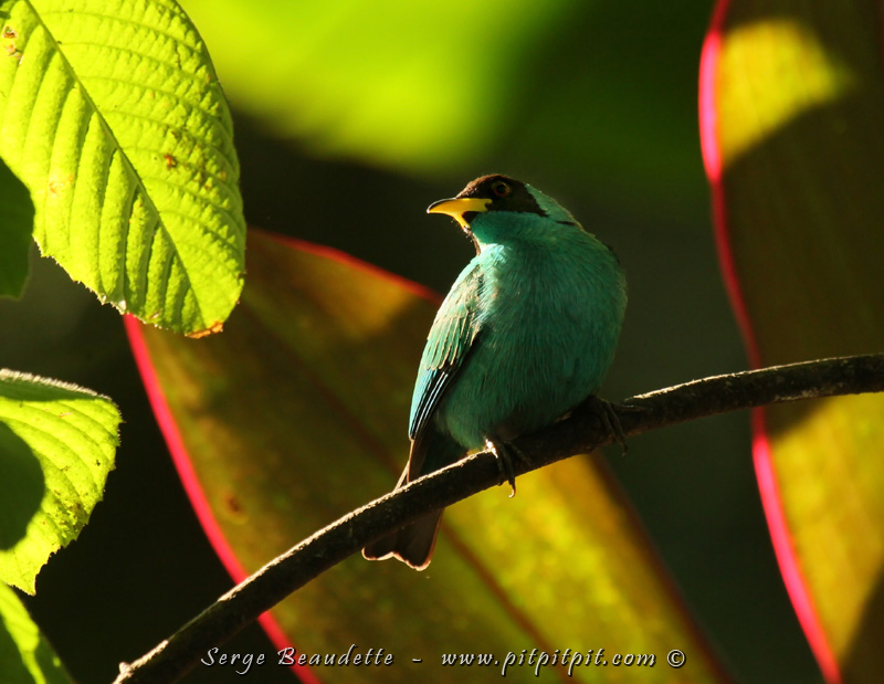 Dernier déjeuner dans notre Lodge de ce coin de pays, le Tangara émeraude se pointe une dernière fois, dans un décor de lumière naissante riche et l'arc-en-ciel de couleur représenté partout par la nature d'ici!!! Les oiseaux sont beaux, les paysages, les végétaux, la lumière, le climat, huuummm!
