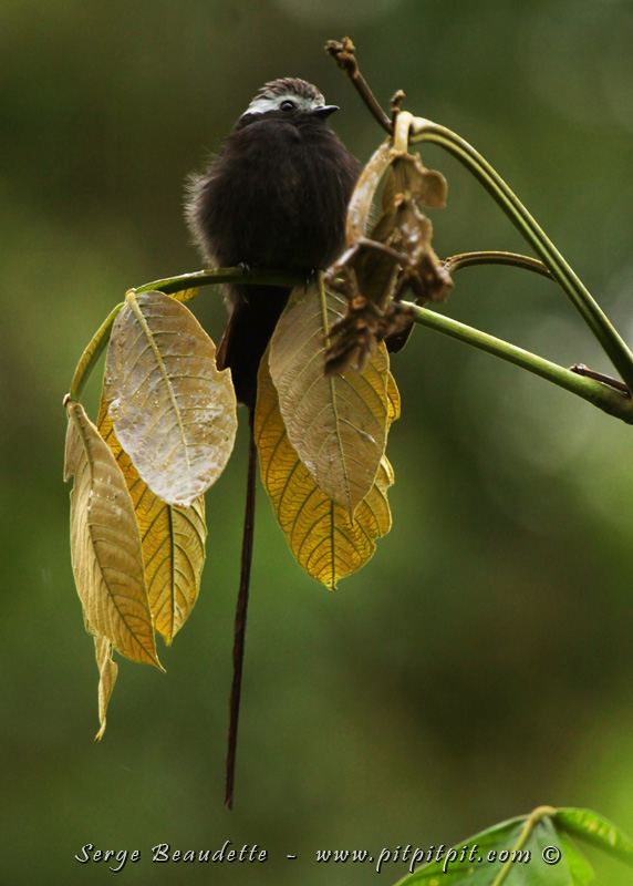...Forte pluie... mais de courte durée (moins de 10 minutes!) Le Moucherolle à longs brins et moi sécherons rapidement!