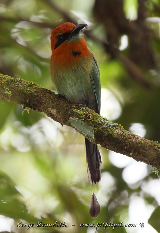 Un 3e Motmot à bec caréné, plutôt curieux, viendra nous saluer tout près! Tous les motmots, sauf le "nain" que nous aurons peut-être l'incroyable chance de voir demain ou le jour suivant, ont cette queue particulière, longue avec des barbes manquantes entre le bout et la base!