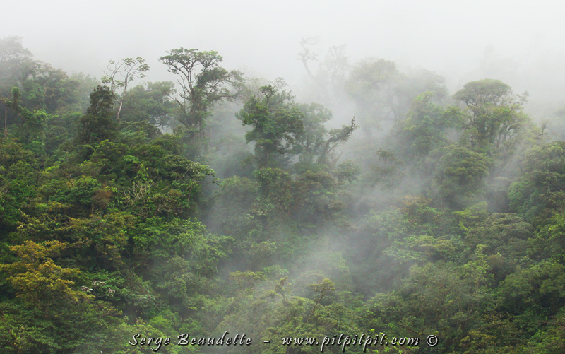 Nous voilà rendu dans le col entre les volcans Tenorio et Mirravalles, là où la forêt nuageuse est vraiment riche!