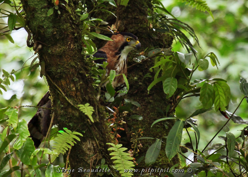 2e ÉNORME surprise!!!! ...Si vous étiez des nôtres l'an passé, vous vous souviendrez de l'observation qui avait suscité le plus de commentaires et d'éloges! C'était pour moi un moment extrêmement fort... les jambes tremblantes devant ce géant qu'est l'Aigle orné! Nous venons de le revoir, capturer un écureuil dans la forêt!!!! QUELLE CHANCE!!!!!! 