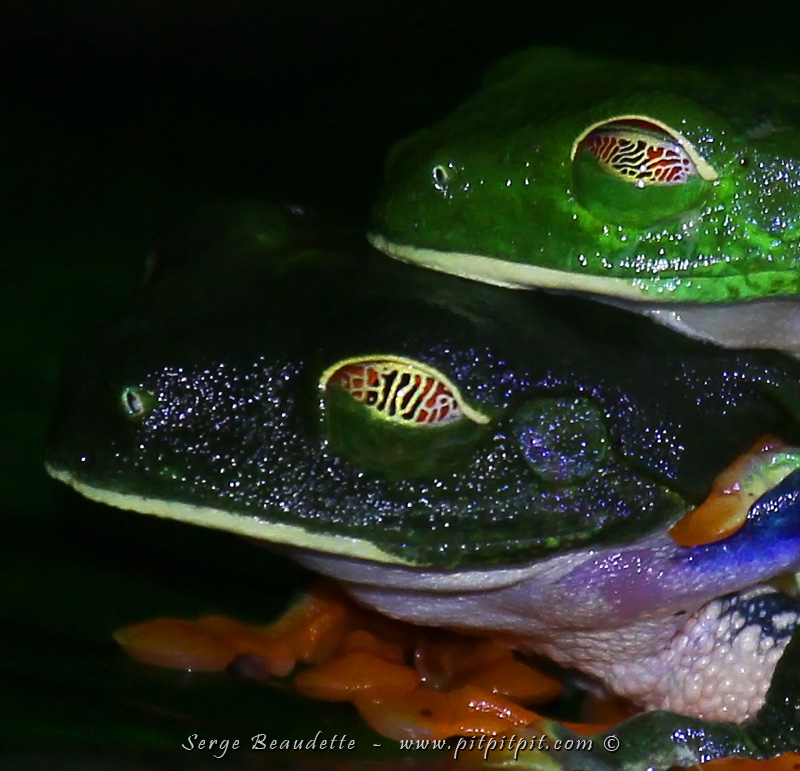 ...Un couple passé la "lune de miel" ou la période de la passion... et qui se contente de "dormir en cuillère" et de s'endormir! Les paupière de la Grenouille aux yeux rouges, trouées avec un motif tigré me fascinent chaque fois!!!