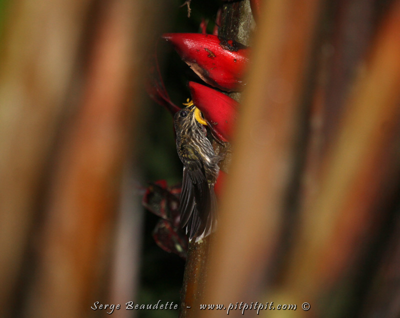 La journée commence INCROYABLEMENT FORT!!!! ...Il fait encore sombre... je vois passer un colibri au bec courbe et je m'écris: un hermite de taille moyenne (je n'ai pas pu l'identifier mais les hermites sont les colibris au bec courbe...) L'oiseau se perche sur une fleur d'hélicoinia et j'ai tout juste le temps de prendre cette photo médiocre... Mais je vois une poitrine rayée, ce qui n'est pas le cas d'aucun hermite... Ai-je eu la berlue d'avoir vu un bec courbe??? Le fait que l'oiseau se perche me questionne aussi parce que ce n'est pas habituel pour un hermite. Je montre la photo à Jean-Jacques, notre génial guide du Costa Rica... et pour la 2e fois du voyage seulement, ses yeux s'ouvrent tout grands!!!!! (La 1ère, c'était pour l'Aigle orné de la veille!)