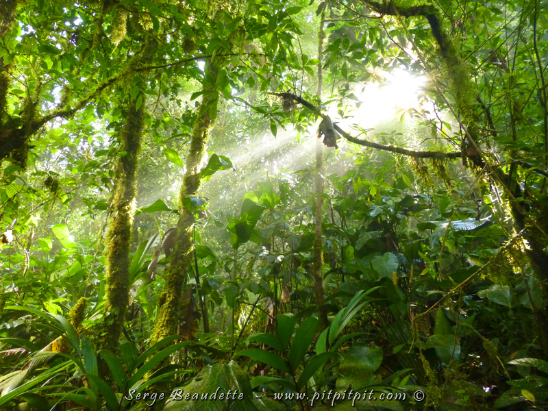 Le restant de la matinée, nous le passerons dans une des plus belles forêts de notre pourtant splendide itinéraire!