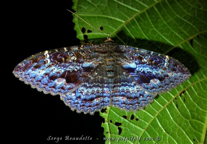 Comme je l'annonçais hier, nous terminons par une sortie nocturne dans la grande forêt! Nous y verrons beaucoup d'insectes comme ce magnifique papillon avec beaucoup de bleu...