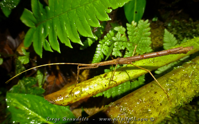 Nous trouverons un serpent non venimeux que plusieurs accepteront de prendre et de toucher, des mille pattes, des araignées de toutes les couleurs et grosseurs, des coléoptères et des sauterelles et grillons vraiment grosses, et quelques phasmes, des "insectes bâtons"!