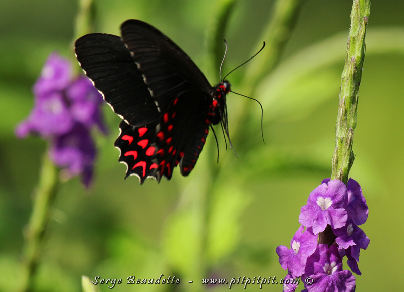 ...Mais il faut savoir distinguer un papillon d'un colibri (clin d'oeil pour notre ornitho aguerri!) Nous avons un "fun fou" tous ensemble, dans un esprit complice et nous rions énormément!!! Les papillons sont très nombreux et ajoutent de la magie aux décors déjà féériques où nous nous trouvons!