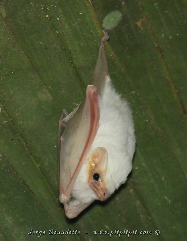 Le gardien de la forêt nous accueille, ma petite chauve-souris préférée: la chauve-souris fantôme!!! TELLEMENT mignonne! Toujours toute seule, suspendue à une feuille de palme!