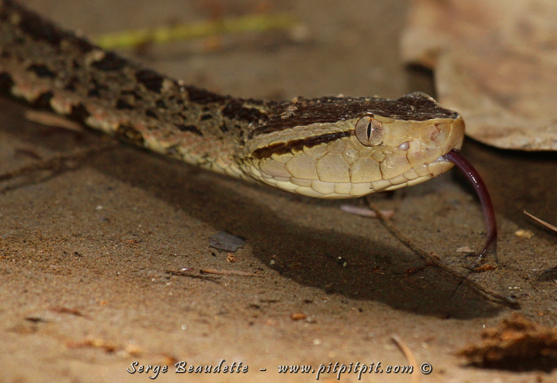 GRANDE trouvaille! Mais pas un oiseau... Nous ne rencontrons presque jamais de serpents au Costa Rica... en 2 mois complets où nous faisions une sortie exprès pour ça chaque jour, nous en avions observé 4 seulement... en 8 éditions de voyages: 10 seulement. Ici, mon 2e Vipère Fer-de-lance à vie!!!