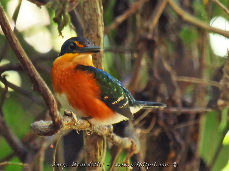 Juste au dessus d'une petite "flaque d'eau", directement dans le sentier, c'est la première fois que nous observons le plus petit martin-pêcheur (Martin-Pêcheur nain) sur la terre ferme plutôt qu'en bateau!!! 3 pouces de long incluant le bec, il est VRAIMENT mignon!!! C'est bien le moins qu'on puisse dire! Demain, nous allons en bateau et ç'aurait été l'oiseau le plus difficile à chercher... Un peu de "pression" est tombée! La croisière en bateau sera encore plus "relax" pour les guides!!! hihi 