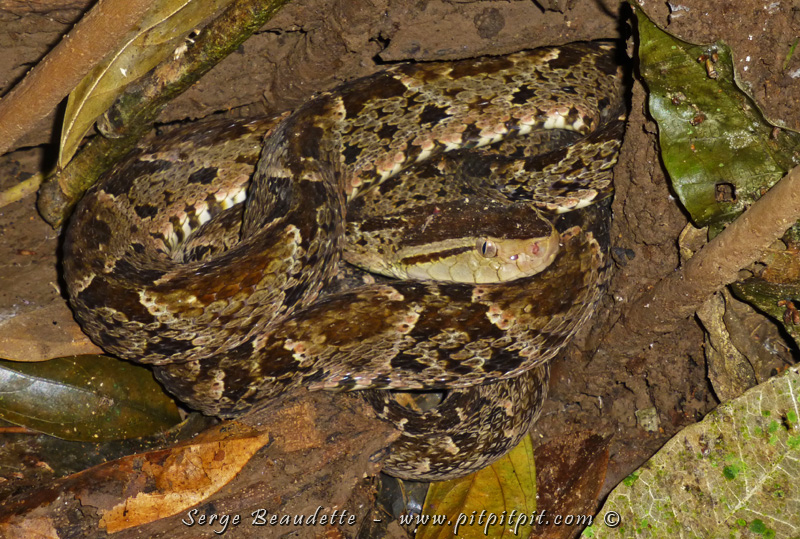 ...Après avoir traversé le sentier, la Vipère fer-de-lance est allé se lover dans un creux d'arbre, entre les racines. Bien que nous ayons plusieurs heures pour être traités en cas de morsure, c'est une rencontre qui impose un certain respect et qui, assurément, fascine et impressionne! Belle trouvaille!!! 
