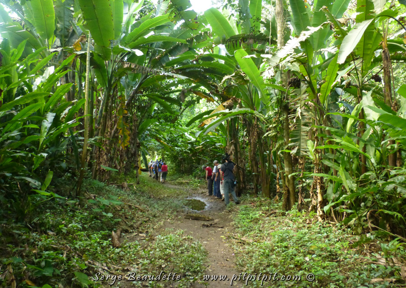Yé!!! Ce matin, sur la côte Pacifique, à l'entrée de la portion humide (sud), nous visitons le parc national Carara... et nous y verrons des merveilles!