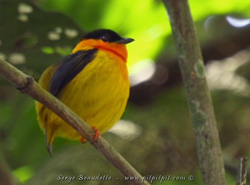 Le Manakin à col orange sera très discret (sans émettre ses sons de parade qui trahissent souvent sa présence) mais l'oeil attentif de 2 observatrices permettra d'observer à souhait 2 magnifiques mâles, tranquilles!!! Les Manakins sont toujours des oiseaux très recherchés!