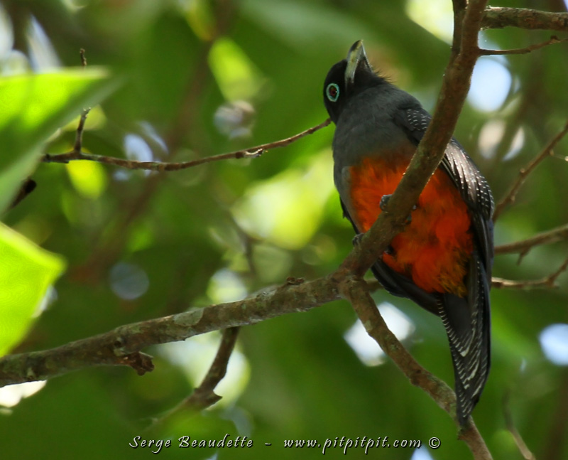 Juste avant de sortir du parc, après l'avoir cherché beaucoup, nous finissons par trouver le fameux Trogon de Baird!!!!! Une magnifique femelle qui se laisse observer en tournant tout doucement la tête, continuellement! Elle me fera le cadeau de venir me voir de plus près alors que je ferme la marche! MERCI!