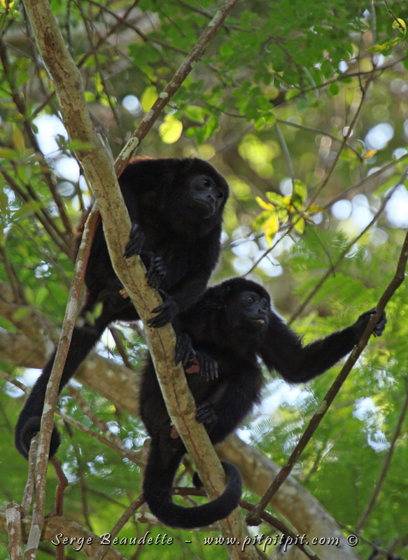 Les singes hurleurs agrémentent l'ambiance odorante et visuelle de leur cris profonds qui font davantage penser à un rugissement de fauve!!! Avec eux, nous verrons aussi nos premiers singes capucins à face blanche!