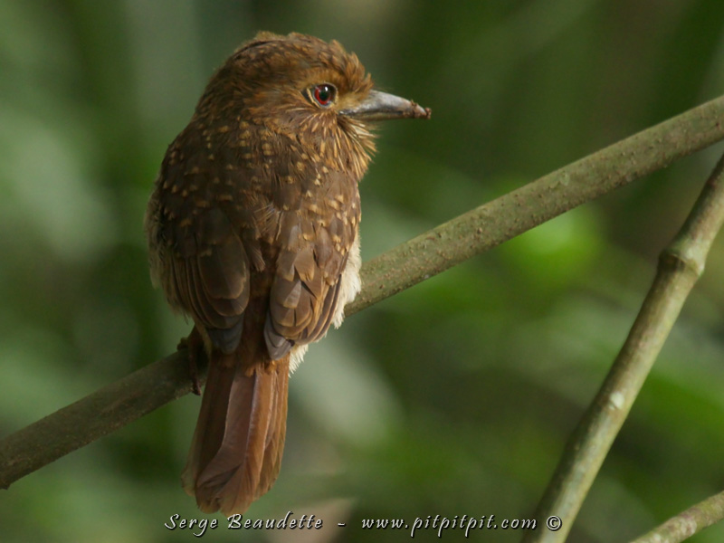 Dans la portion de forêt primaire du parc, nous trouverons un petit terrier de Tamatia de Lafresnay! (Je ne savais pas qu'il nichait dans un terrier!) Les 2 individus de ce petit couple, à la tête et au bec disproportionnés, leur donnant l'allure mignon d'une peluche, se laisseront observer longuement et "prendront la pose" pour nous!