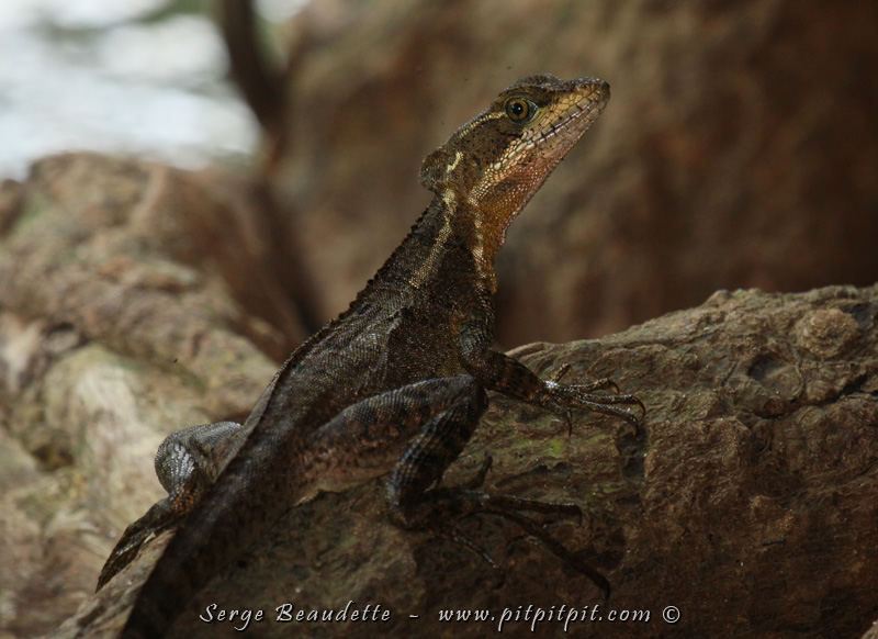 Sur le bord de l'eau, notre premier "Lézard Jésus Christ" (Basilic brun), qui porte ce nom puisqu'il court littéralement sur l'eau! Louise aura la chance de le voir à l'oeuvre et en sera bien impressionnée!