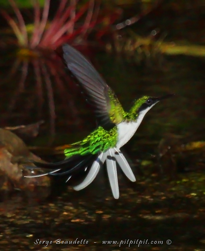 Vision féérique!!! Après avoir passé un long moment tranquille et en silence près du cours d'eau magique où une douzaine d'espèces dont 6 nouvelles ...et 2 autres espèces de Manakins sont venu se baigner. Le groupe part et je reste avec François et Carmen pour montrer un Fourmilier que Carmen avait manqué. Il fait presque noir... et un SPLENDIDE Colibri féérique (l'oiseau le plus élégant à voir à la baignade) arrive!!!! J'ai eu la chance de voir cette espèce se baigner 5 fois et c'est un PUR ravissement!!! Elle fait du surplace à 1 pied de la surface et descend dans l'eau par mouvements successifs (comme une libellule qui pond), en tapant la surface de sa longue queue qu'elle déploie en éventail dans les circonstances! Visions irréelle! Ça finit merveilleusement bien cette journée... féérique!!! 