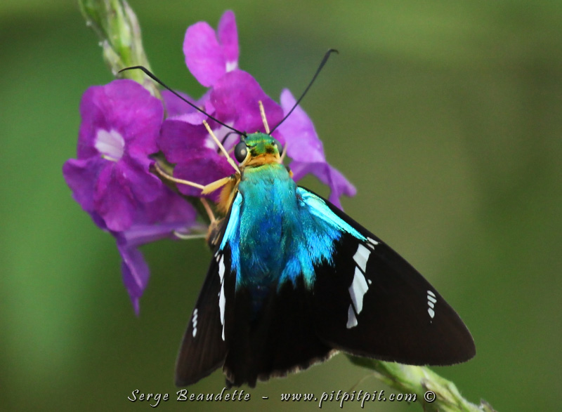...Avant de quitter en autobus, ce magnifique papillon de nuit que je n'ai jamais vu avant, s'attarde dans les fleurs du Lodge! Son bleu n'a pas son pareil!