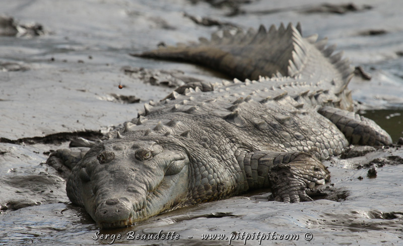 C'est sur le Rio Tarcoles qu'il y a les plus gros Crocodiles d'Amérique centrale! Aucun danger pour nous, mais ça impressionne! ...Pour nous faire moins peur, celui-ci nous sourit!!! Il est vraiment de bonne humeur! ...Les "larmes de crocodile", ce n'est pas pour aujourd'hui!