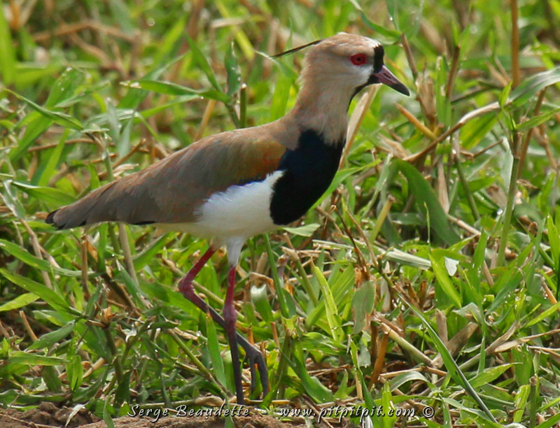 Le Vanneau de téro est un oiseau nouvellement arrivé au Costa Rica! Nous aurons la chance d'en contempler 3 près du bateau!