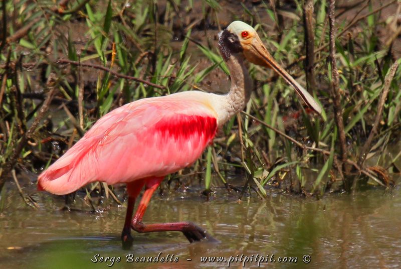 Sur le chemin du retour, pour le bonheur de tous et toutes, nous arrêtons près d'un petit plan d'eau où nous n'avions pas pu arrêter à l'aller puisque le bateau nous attendait... Nous y avons observé (savouré!) plusieurs Spatules rosées ainsi que beaucoup d'autres oiseaux d'eau!