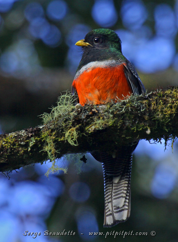Nous reprenons la route, descendons un peu (à 2400 m) pour retrouver notre dernier Lodge, un paradis, dans la paradisiaque Vallée de Dota! Tout est génial ici! ...Nous trouverons rapidement un Trogon à ventre orange, ma 2e observation à vie! En plein soleil!!! Ça augure bien!!!