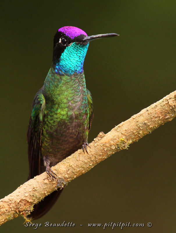 ...Le Colibri de Rivoli ne donne pas sa place non plus!!! Son front et sa gorge ne s'illuminent que lorsque la lumière le frappe dans un agle très précis!!! Sinon, c'est gris terne! De la vraie magie!!!