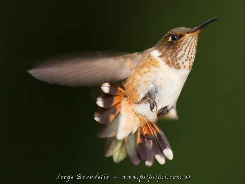 Nous ajoutons aussi une toute petite espèce... le plus petit colibri (avec le scintillant) que je connaisse: le Colibri flammule! TROP mignon!!!