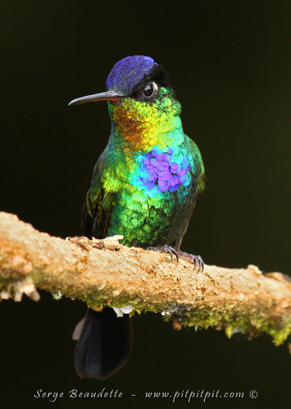 ÇA COMMENCE FORT!!! Nous sommes en altitude (2800 m), l'oxygène est un peu plus rare, et les oiseaux d'ici n'ont rien de tous les oiseaux vus durant les derniers jours! Beaucoup de semi-endémique!!! ...Comme ce M-A-G-N-I-F-I-Q-U-E Colibri insigne! Le plus coloré que je connaisse!!!!!