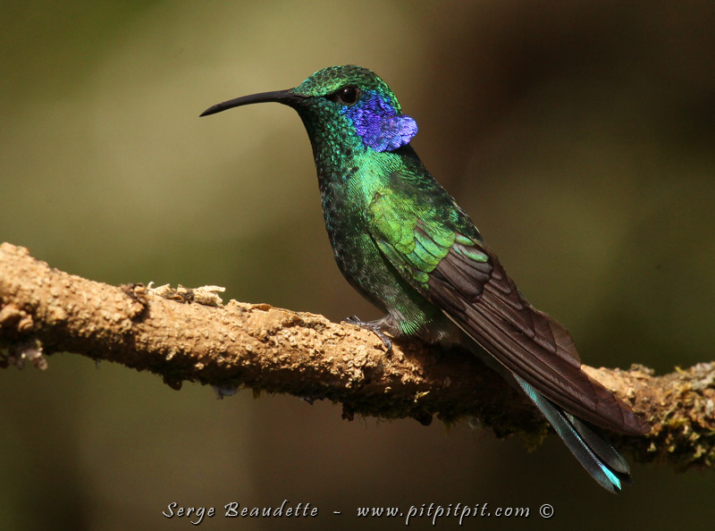 ...Et le Colibri Thalassin, aussi spécialiste de l'altitude! Avec ses petites oreilles violettes qu'il déploie lorsqu'il est contrarié (c.f. lorsqu'un autre Thalassin va à "son" abreuvoir!!! hum...), ce qui lui a valu son nom anglais de "green violet-ear"!