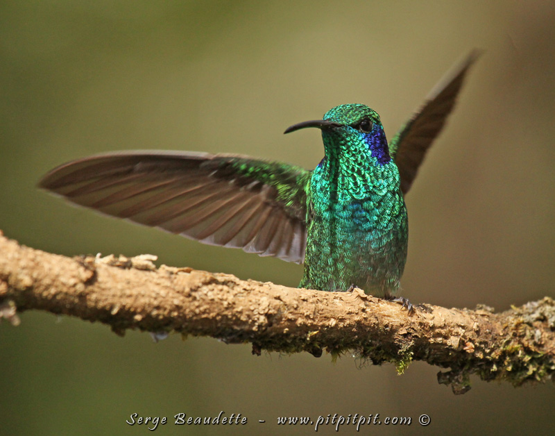 Ce sont des dizaines de colibris qui nous font des spectacles aériens et passent à un cheveux de nous... (Colibri Thalassin)