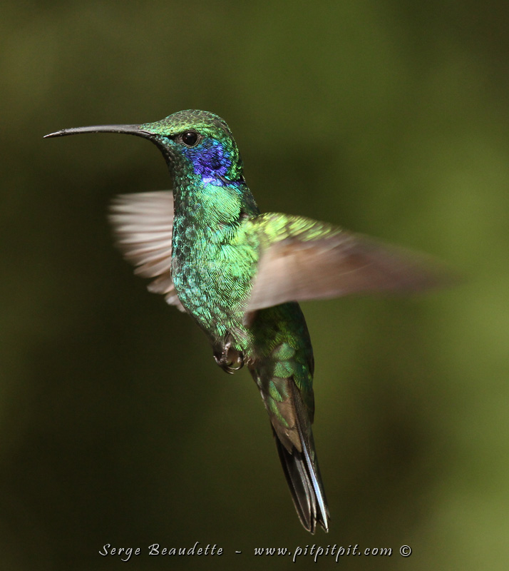 ...Une autre du Colibri Thalassin... que voulez-vous, je suis "accro"!!!