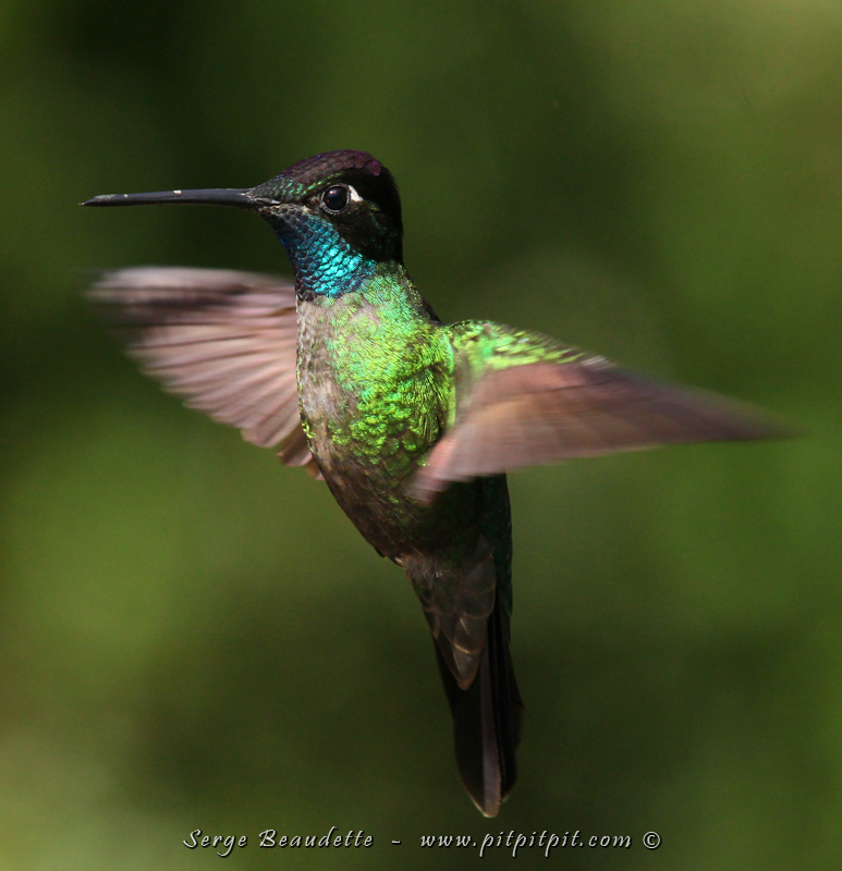 ...Et le Rivoli... un que j'ai eu beaucoup de mal à photographier en vol durant les 8 dernières éditions du voyage!