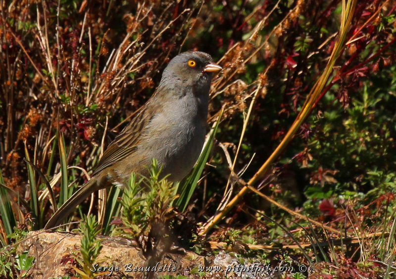 Et nous voilà repartis pour monter encore plus haut!!! À 3450 mètres (11 500 pieds!) ...Essentiellement pour ajouter une espèce bien spéciale qui ne se retrouve qu'en très haute altitude... le Junco des volcans... celui-ci est appelé affectueusement "Charlie"!