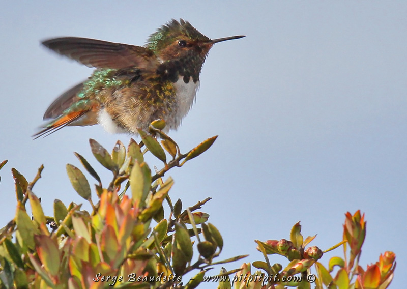 Appelé Volcano Hummingbird en anglais, le Colibri flammule mâle peut arborer 3 couleurs de gorge, selon la chaîne de volcan dans laquelle il habite... Ici, dans la cordillère de Talamanca, il a une gorge mauve qui s'irise quand la lumière la frappe dans le bon angle!