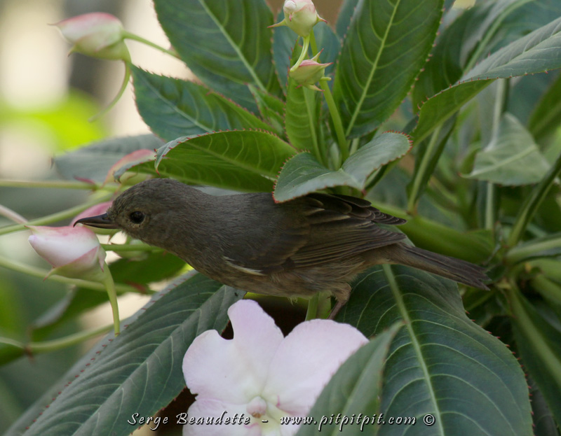 Le fascinant Perce-fleur ardoisé se laisse aussi voir juste devant nos Lodges. Cet oiseau boit le nectar des fleurs mais comme il n'a pas le long bec du colibri, il perce de son bec crochu, la base de la corolle des fleurs pour avoir accès au liquide sucré!