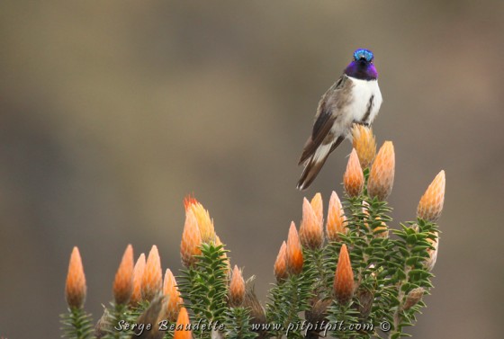 Colibri de Chimborazo