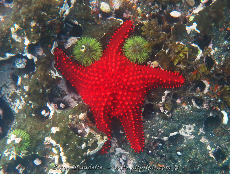 5 sortes d’étoiles de mer