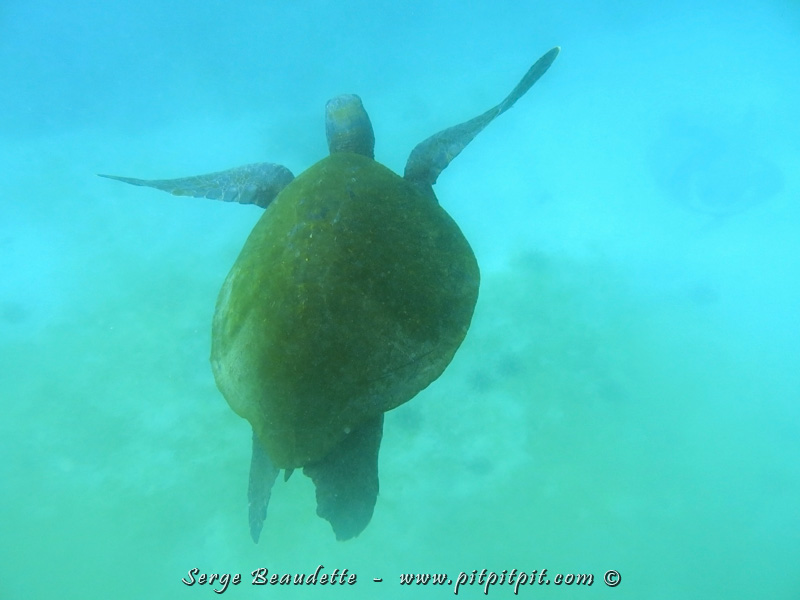 2 espèces de tortues de mer