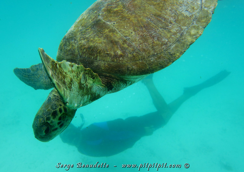 ...des Tortues de mer...