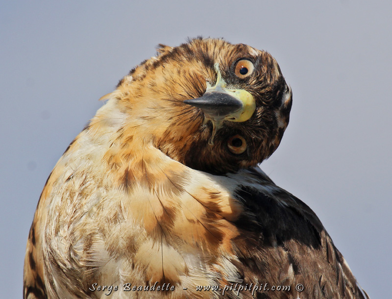 Nous sommes loin des 400 espèces du Costa Rica… mais les oiseaux qui sont ici, n’ont pas de semblables ailleurs dans le Monde! Les 2/3 sont des espèces ou sous-espèces endémiques à l’archipel!!! (Buse des Galapagos - Endémique)