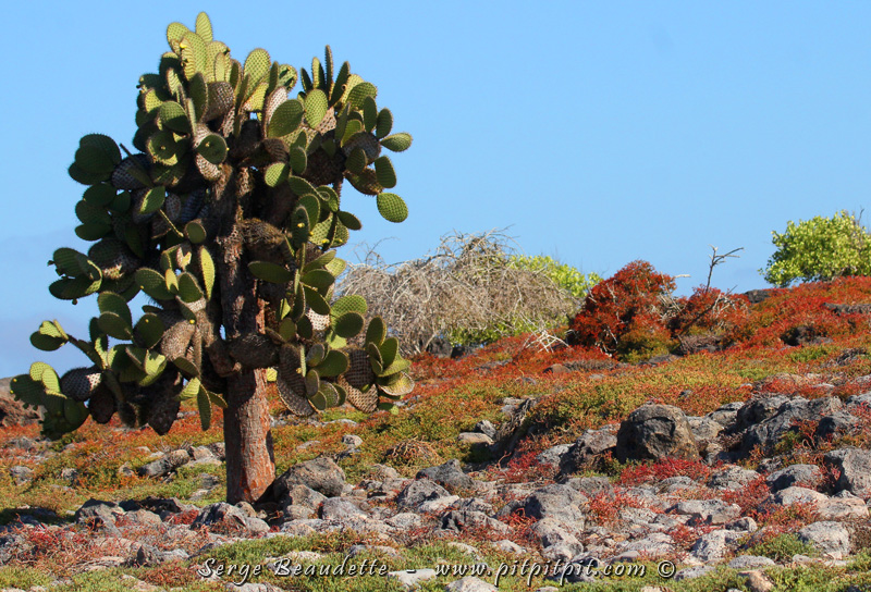 Et des plantes diversifiées, surprenantes, hyper adaptées, comme des cactus qui ont quelques centaines d’années, des arbres à pommes empoisonnées, des fruits qui font de la colle!