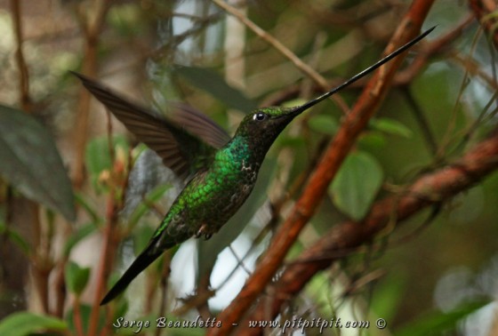 Colibri porte-épée