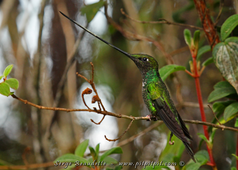 ...Et que dire de ce colibri au bec plus long que son corps!?!