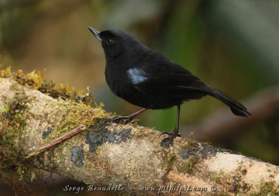 Percefleur de Lafresnaye